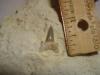 Fossil Sand Shark Tooth